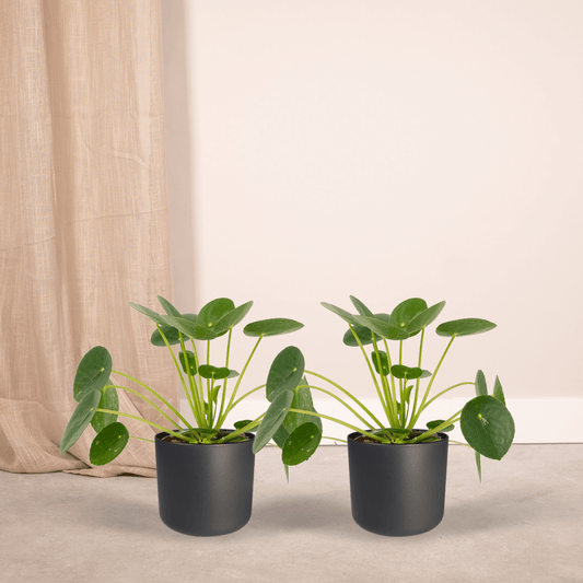 2x Pilea Peperomiodes - Pfannkuchenpflanze - 20cm - ø12