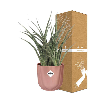 Sansevieria Fernwood Punk in ELHO Vibes Fold 14cm roze