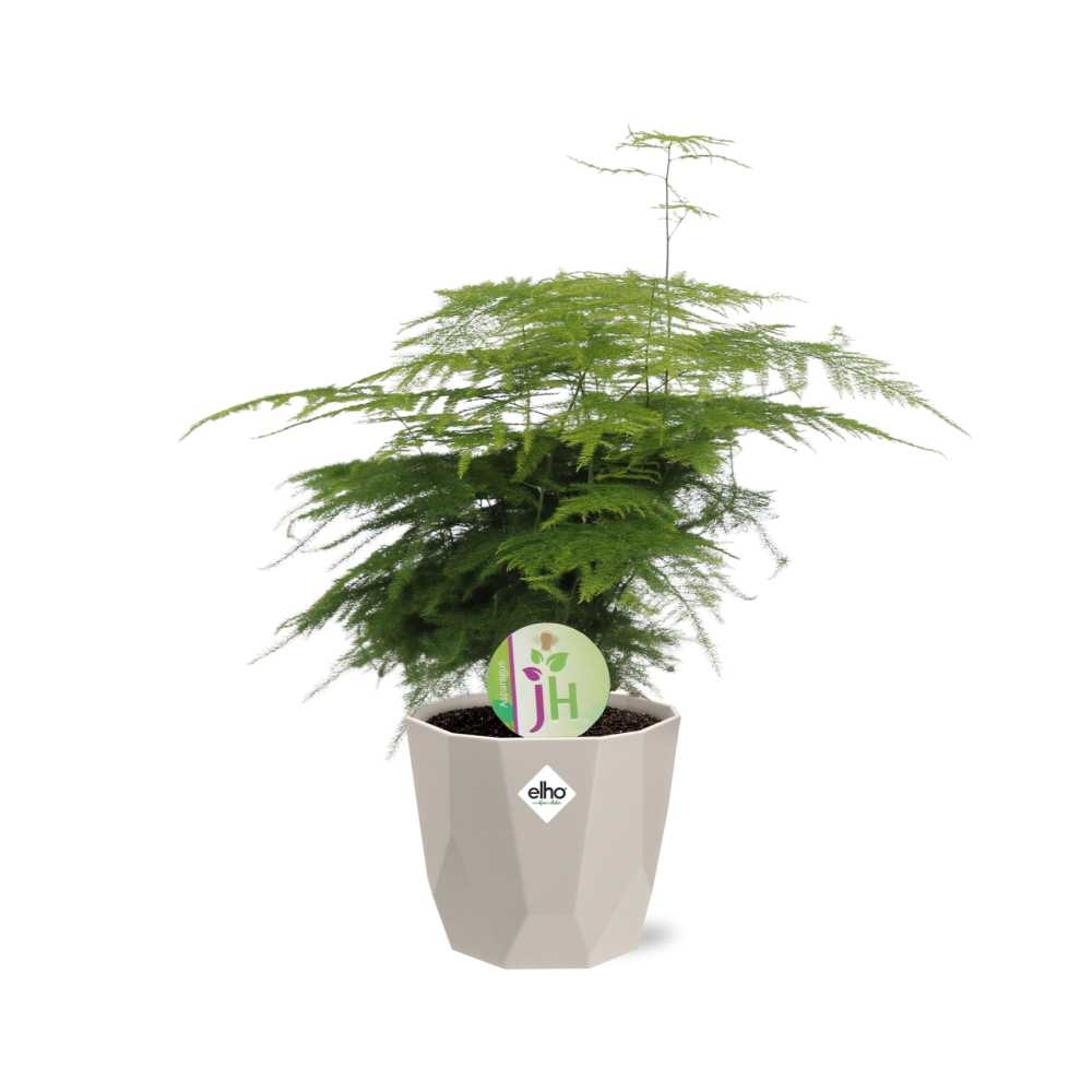 Asparagus ‘Plumosus’ in ELHO b.for rock 14 cm warm grey
