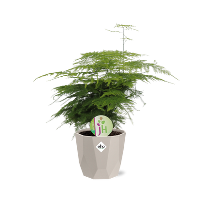 Asparagus ‘Plumosus’ in ELHO b.for rock 14 cm warm grey