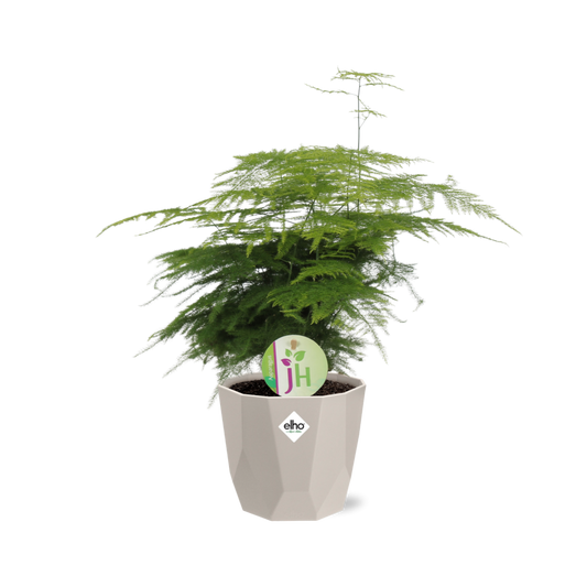 Asparagus ‘Plumosus’ in ELHO b.for rock 14 cm warm grey