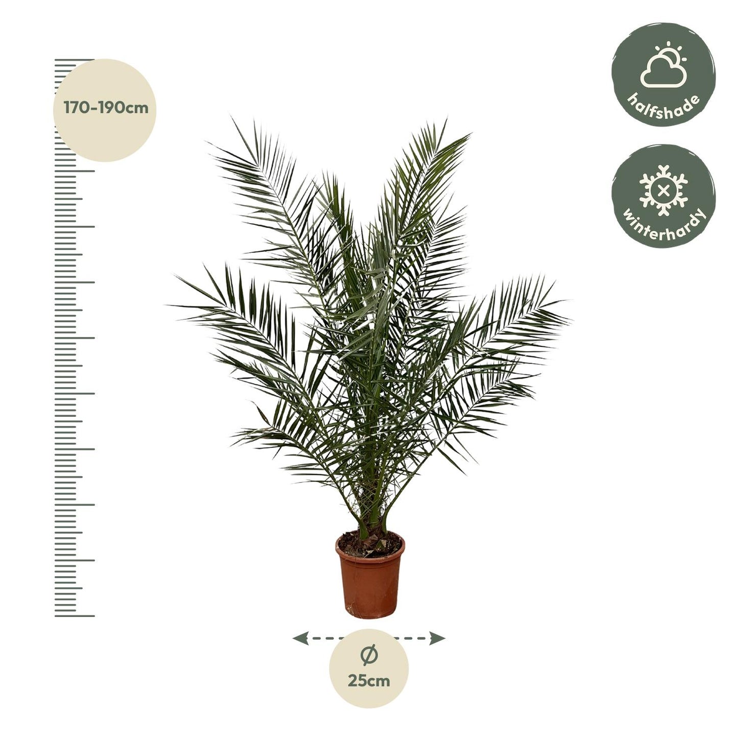 Kanarische Dattelpalme – 180 cm – Exotische Zimmerpflanze