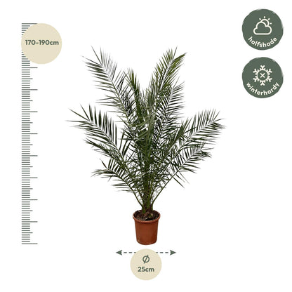 Kanarische Dattelpalme – 180 cm – Exotische Zimmerpflanze