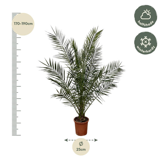 Kanarische Dattelpalme – 180 cm – Exotische Zimmerpflanze