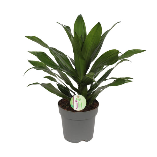 Dracaena Fragrans Grune - Ø17cm - ↕40cm