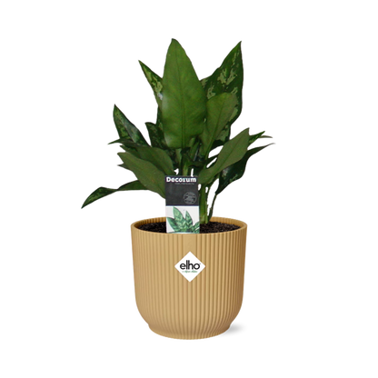 Aglaonema Maria in ELHO Vibes Fold 14cm geel