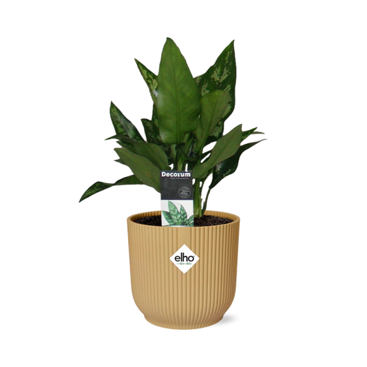Aglaonema Maria in ELHO Vibes Fold 14cm geel