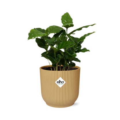 Coffea Arabica in ELHO Vibes Fold 14cm geel