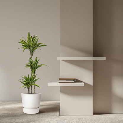 Drachenbaum 'Lemon Lime' – 130 cm pflegeleichte Zimmerpflanze