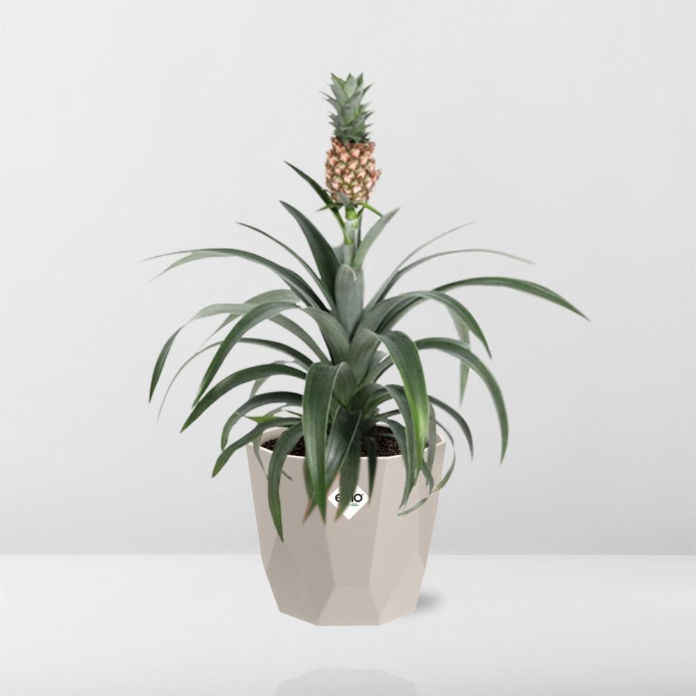 Ananas Mi Amigo in ELHO b.for rock 14 cm warm grey