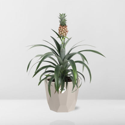 Ananas Mi Amigo in ELHO b.for rock 14 cm warm grey