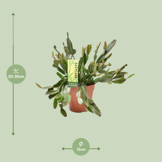 Rhipsalis Agudoensis - Ø12 ↕25