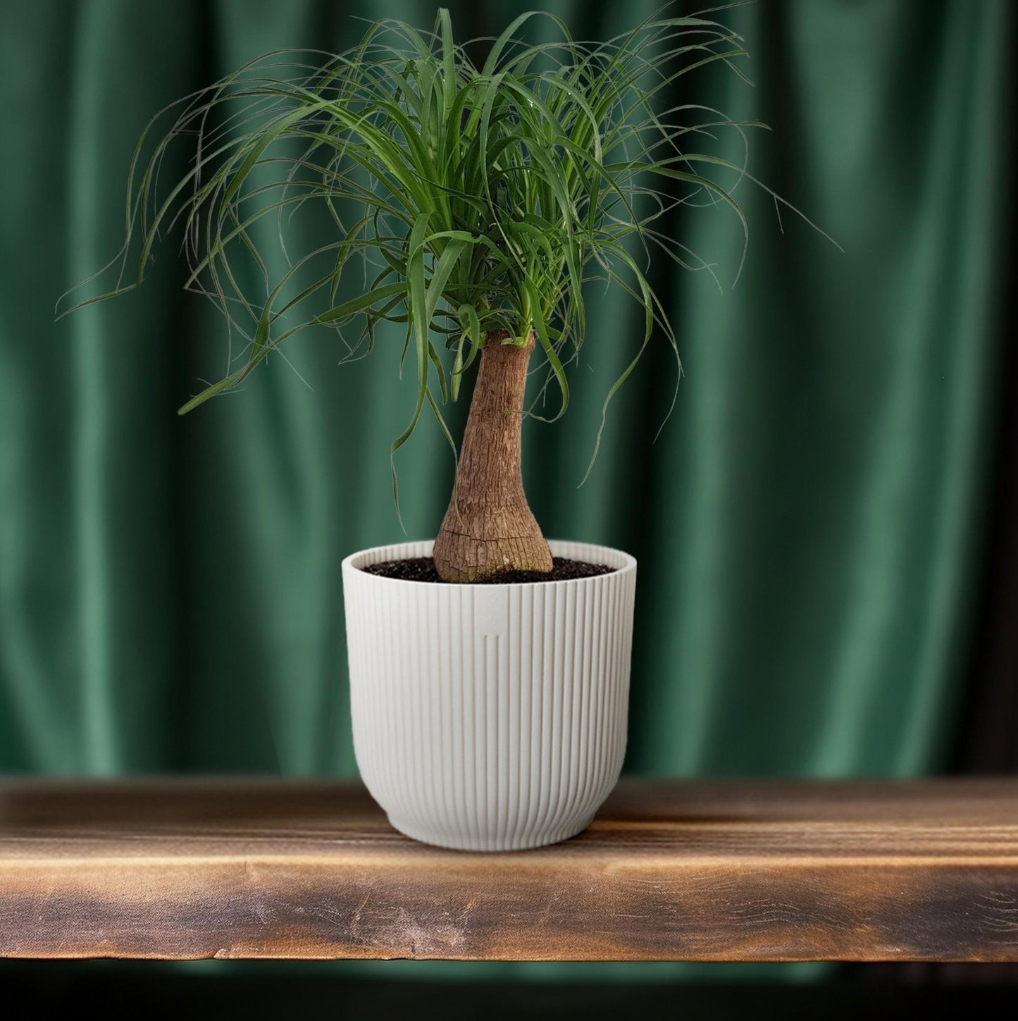 Beaucarnea "Maya Palm" Stam P19 - Ø19cm - ↕70cm