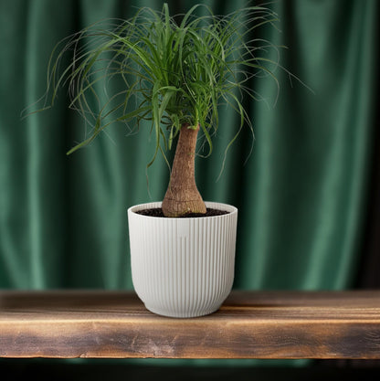Beaucarnea "Maya Palm" Stam P19 - Ø19cm - ↕70cm
