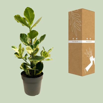 Clusia Rosea White Star - Ø17cm - ↕60cm