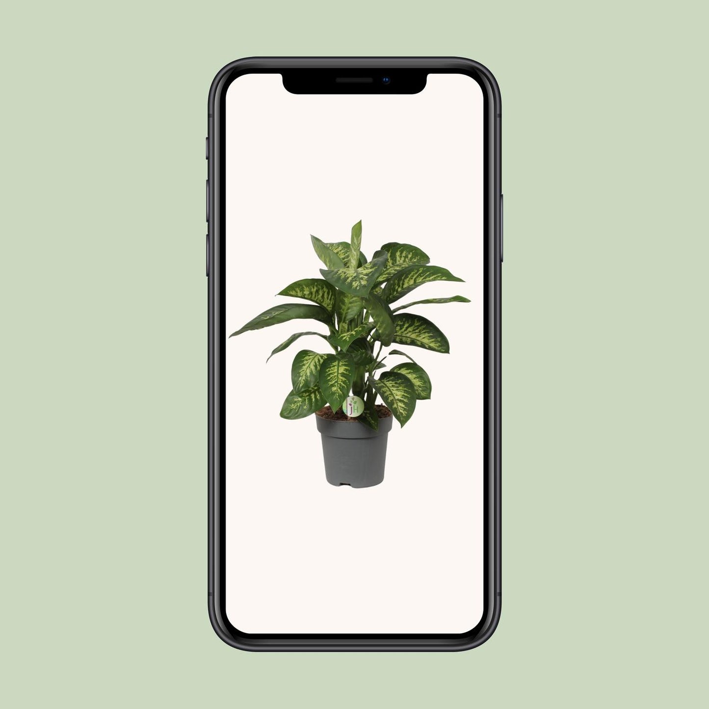 Dieffenbachia Reeva - Ø24cm - ↕75cm
