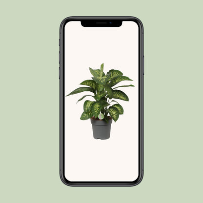 Dieffenbachia Reeva - Ø24cm - ↕75cm