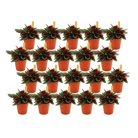 Peperomia Rosso - 20 stuks - Ø5,5cm - ↕10cm