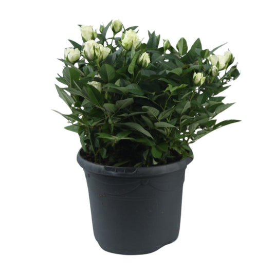 Rosa Jewel Patio White - Ø17cm - ↕30cm