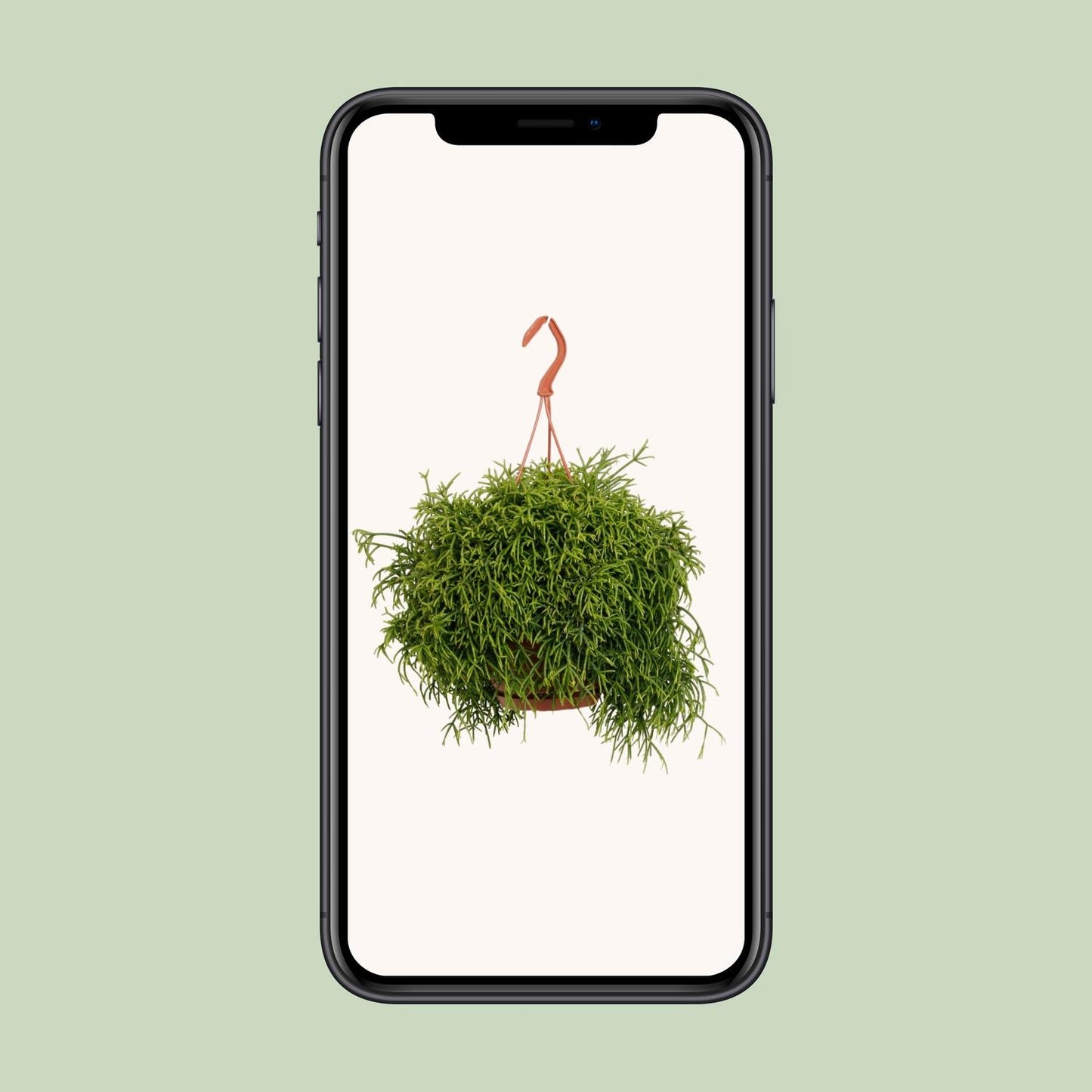 Rhipsalis Baccifera Oasis - Ø17cm - ↕45cm