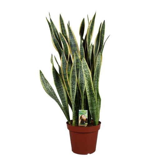 Sansevieria Laurentii P26 - Extra Dik - Ø27cm - ↕100cm