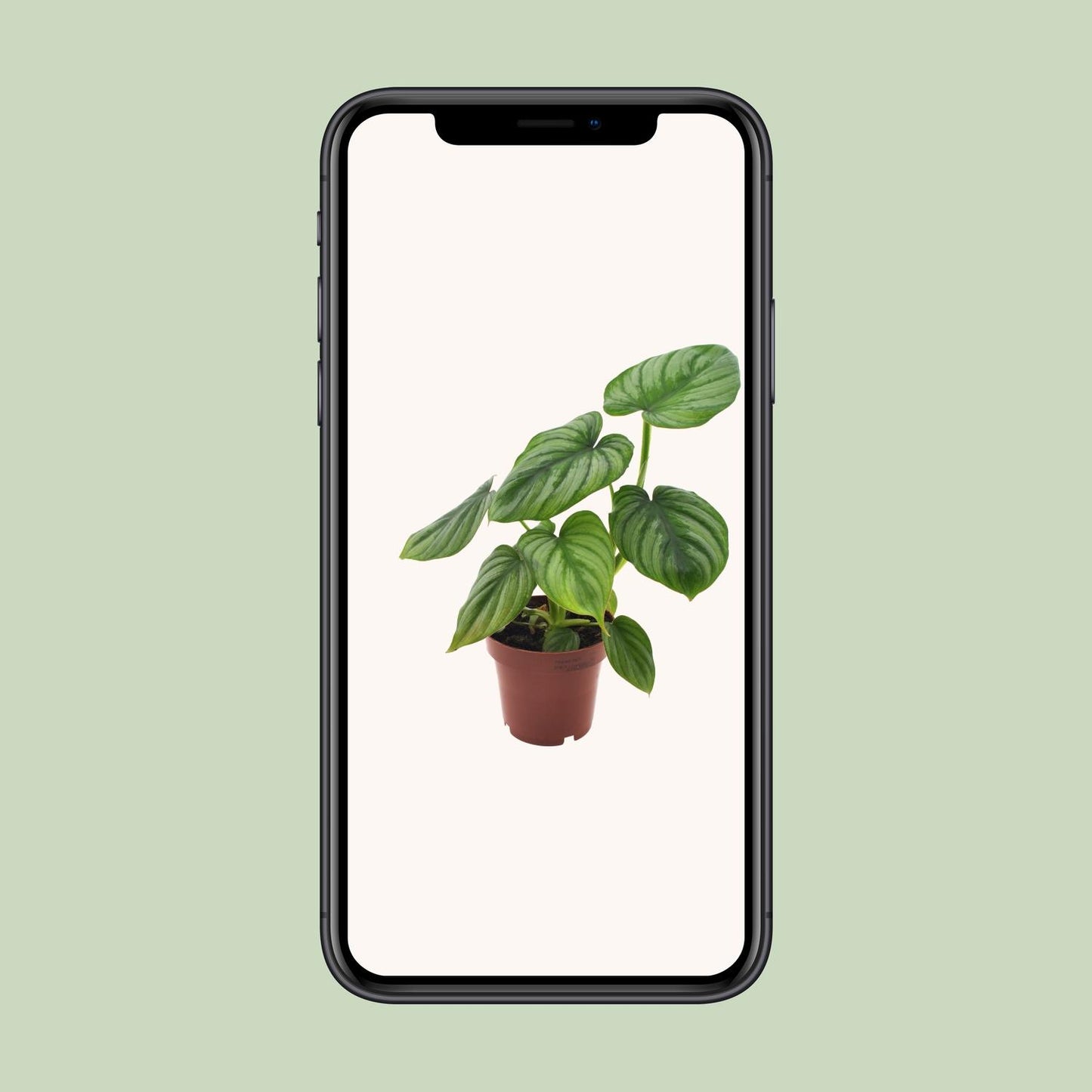 Philodendron Mamei - Ø12cm - ↕25cm