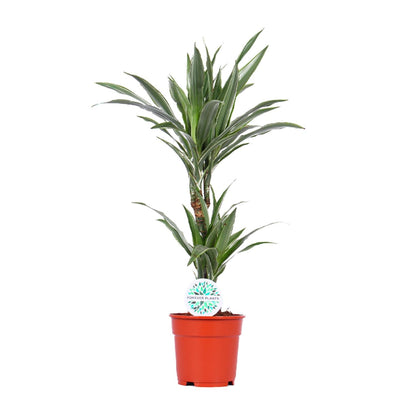 Dracaena Warneckei - Ø17cm - ↕65cm