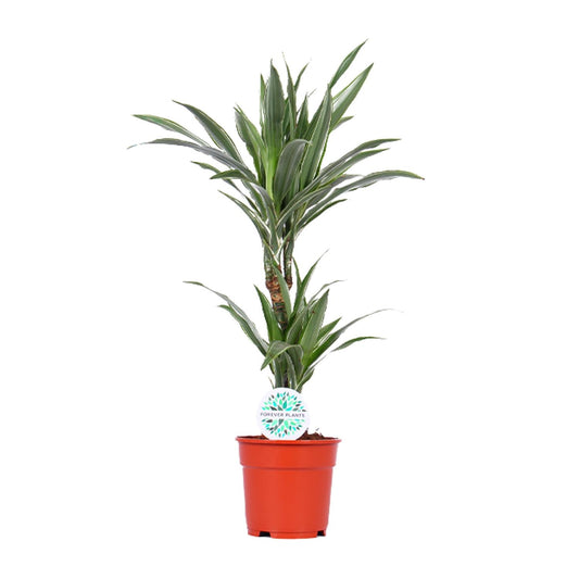 Dracaena Warneckei - Ø17cm - ↕65cm