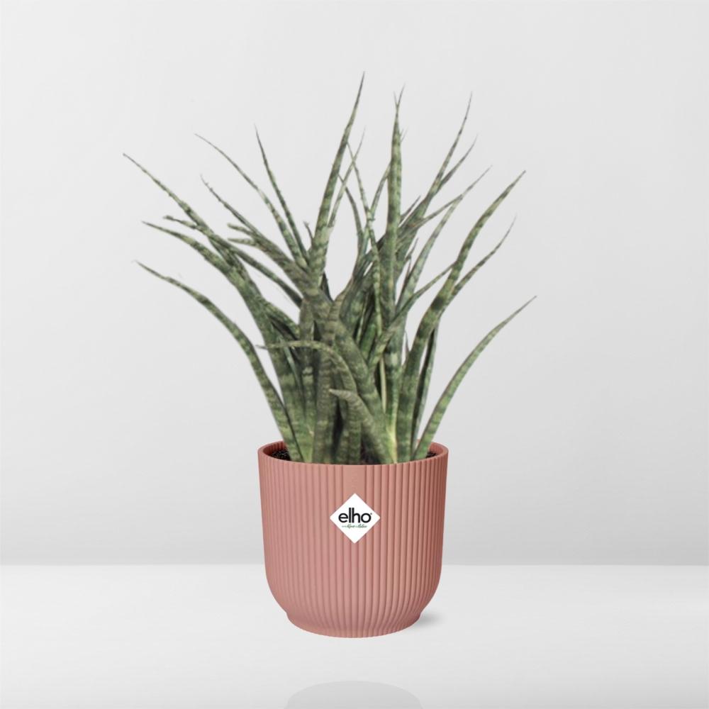 Sansevieria Fernwood Punk in ELHO Vibes Fold 14cm roze