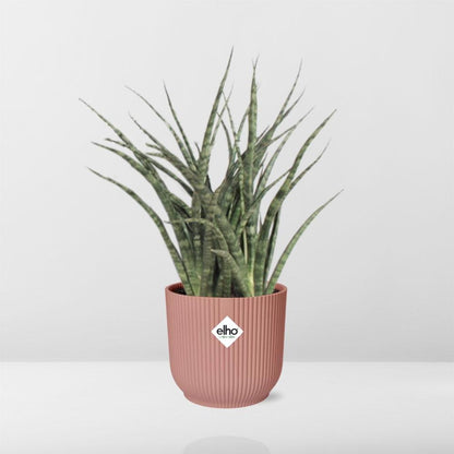 Sansevieria Fernwood Punk in ELHO Vibes Fold 14cm roze