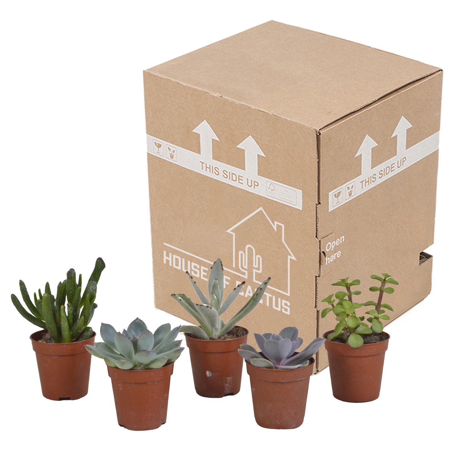 Vetplanten-Mischung 5,5 cm - 5x - zonder pot