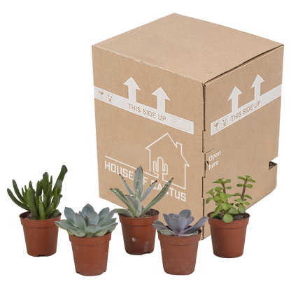Vetplanten-Mischung 5,5 cm - 5x - zonder pot