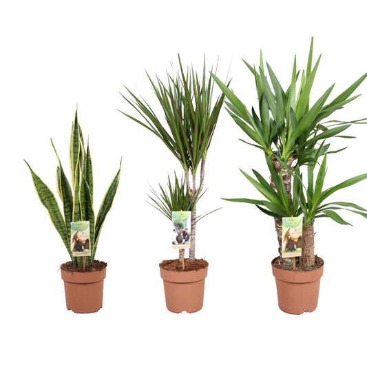 Sterke planten mix - 3 stuks - Ø17cm - ↕50/85cm