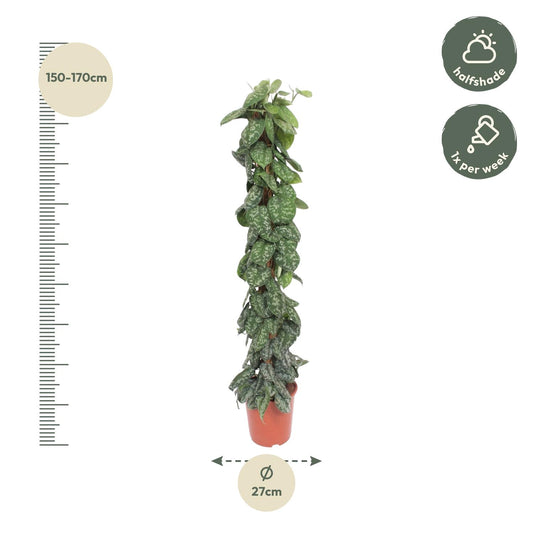 Efeutute 'Trebie' am Moosstab – 160 cm Zimmerpflanze