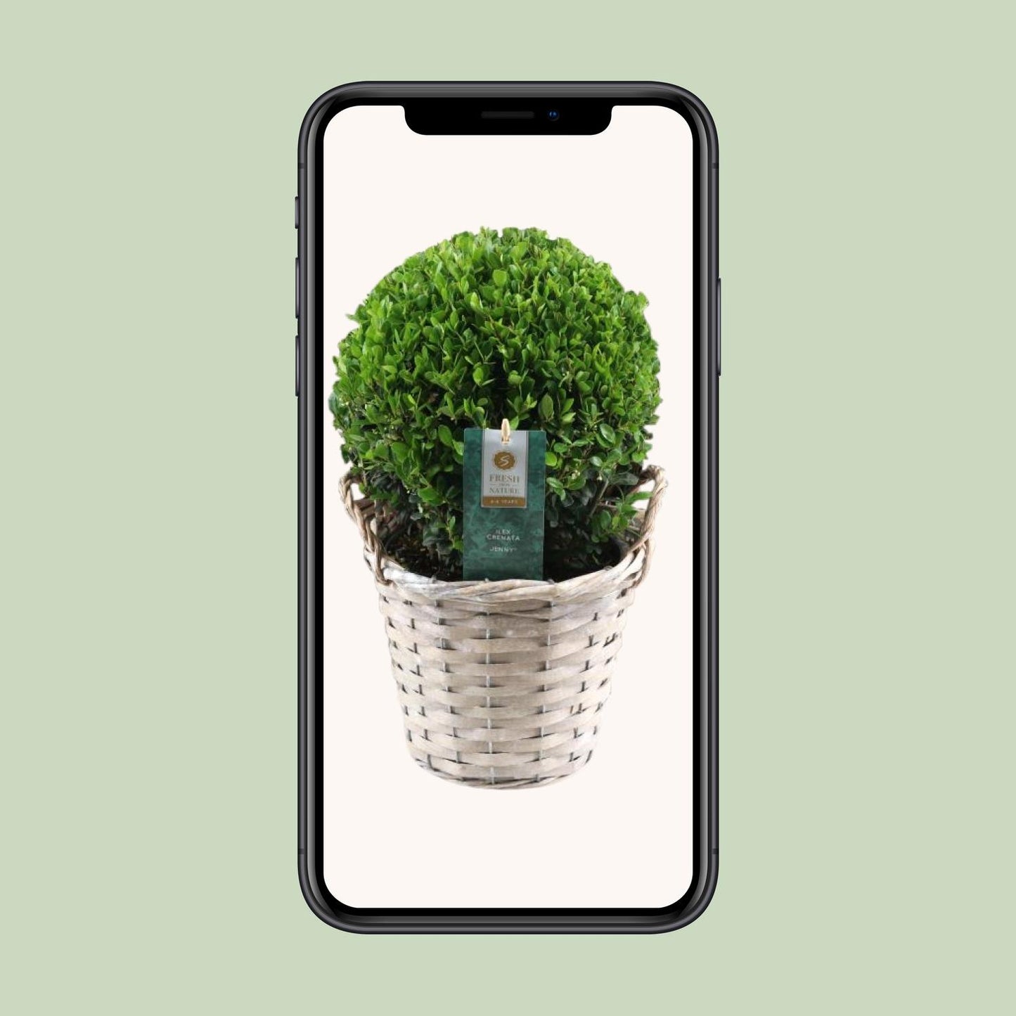 Ilex Crenata 'Jenny'® Ball Ø20cm P17 In Basket - Ø19cm - ↕40cm