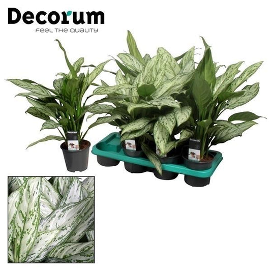 Aglaonema Silver Queen (Decorum) - Ø14cm - ↕45cm