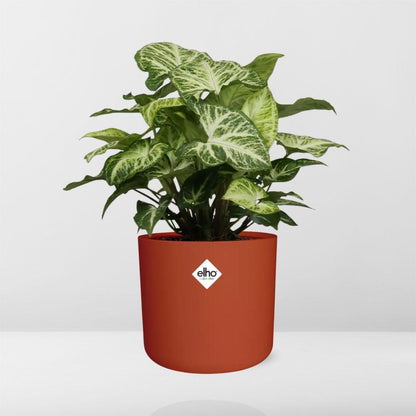 Syngonium Arrow in ELHO b.for soft rond 14cm brique