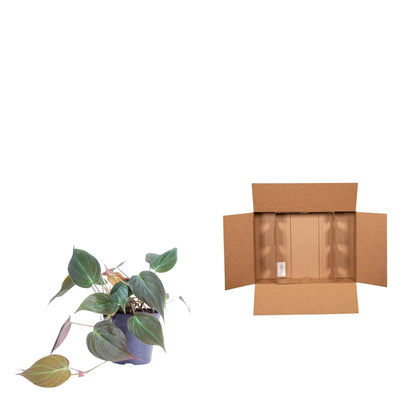 Philodendron 'Micans' – Samt-Philodendron Ø12cm, 25cm hoch