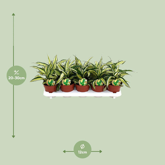 Dracaena Malaika - Ø12cm - ↕22cm