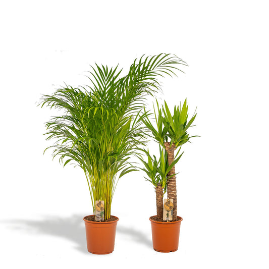 Goldfruchtpalme & Palmlilie Set – Luftreinigend, 100-130 cm