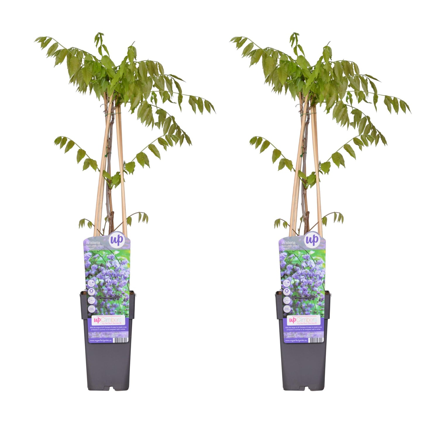 2x - Wisteria floribunda 'Black Dragon' - ↨65cm - Ø15