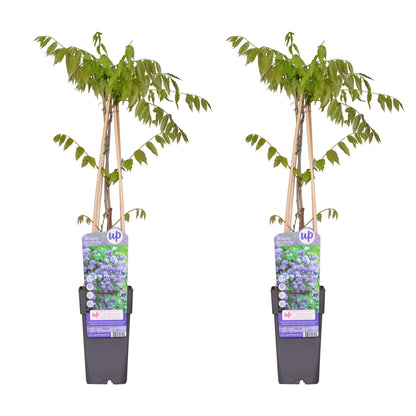 2x - Wisteria floribunda 'Black Dragon' - ↨65cm - Ø15