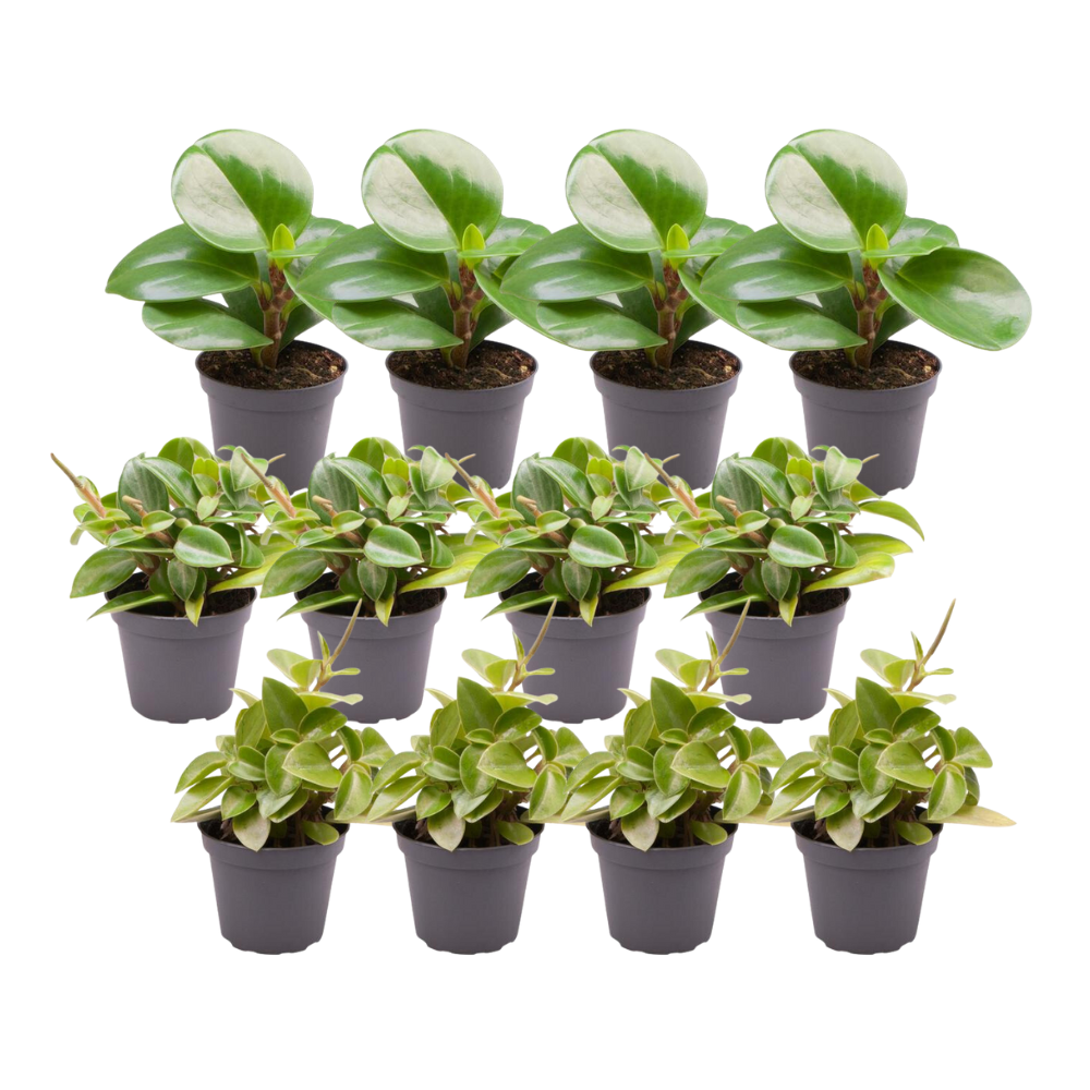 12x Peperomia Mix B