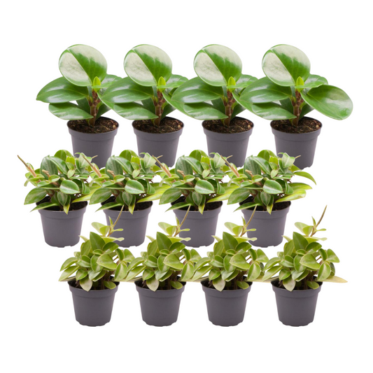 12x Peperomia Mix B