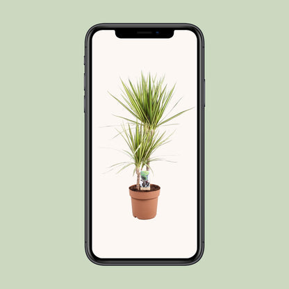 Dracaena Marginata Sunray - Ø21cm - ↕80cm