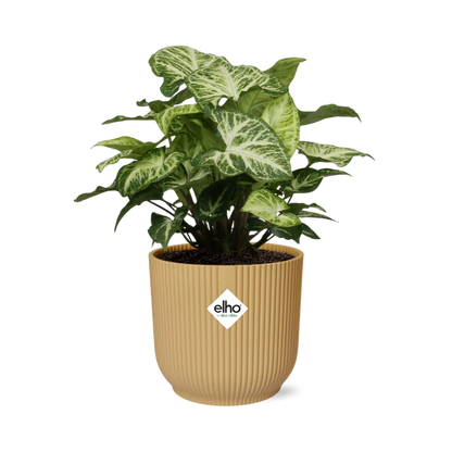 Syngonium Arrow in ELHO Vibes Fold 14cm geel