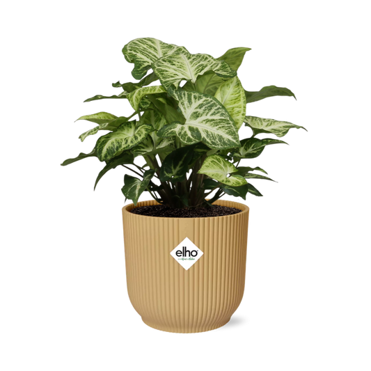 Syngonium Arrow in ELHO Vibes Fold 14cm geel
