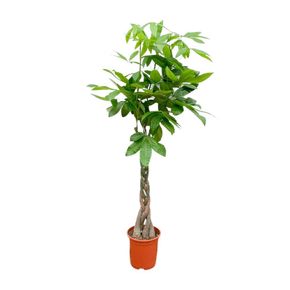 Pachira Aquatica - 150cm - ø27