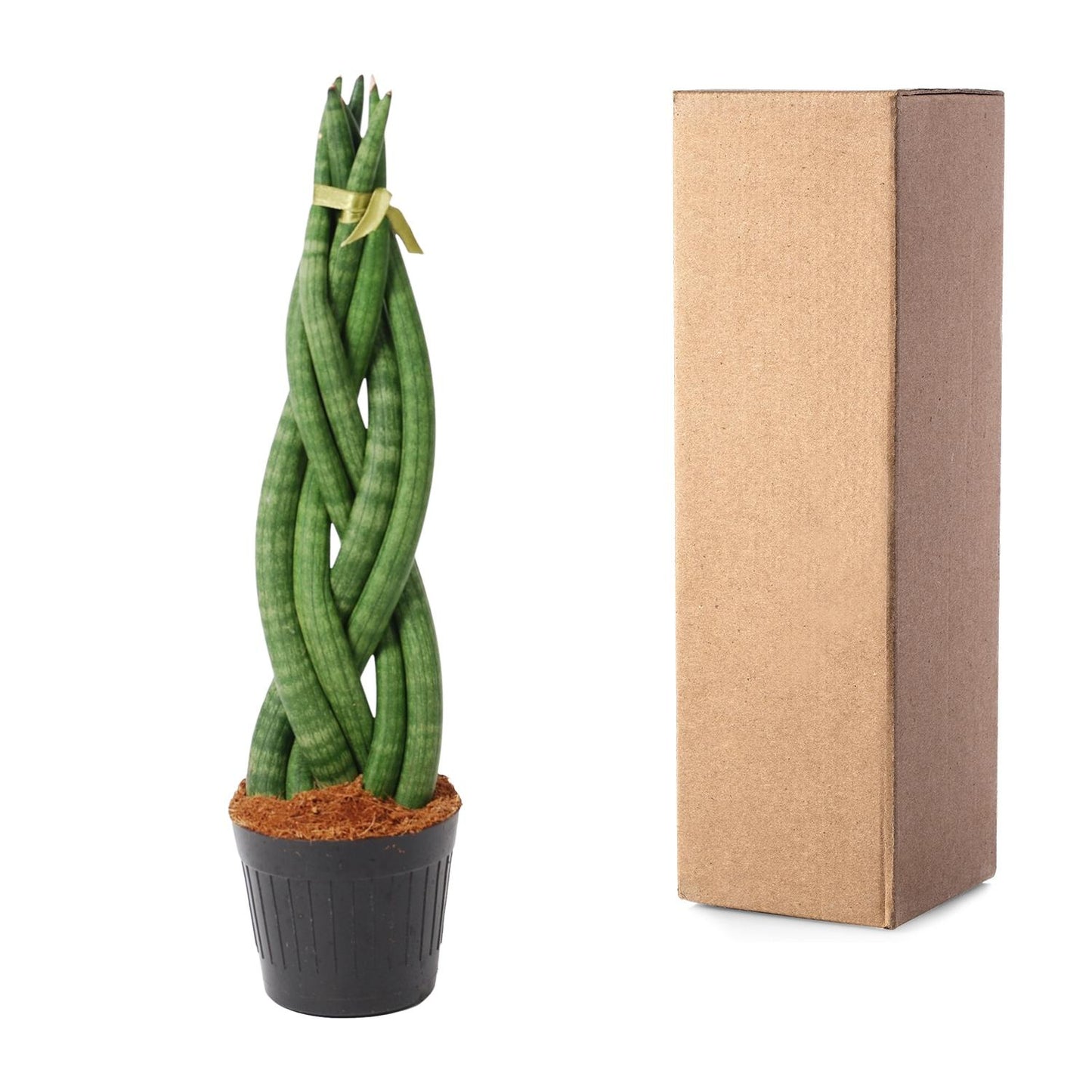 Bogenhanf 'Twist' – 40 cm gedrehte Zimmerpflanze