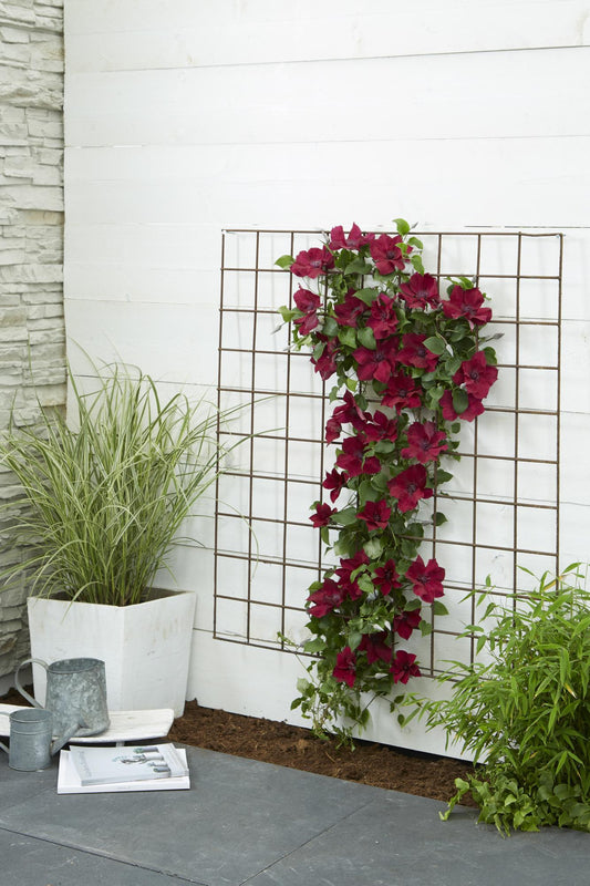 Clematis Nubia - Clematis Evison Rot - Ø15cm - ↕65cm - Ø15 - ↨65cm
